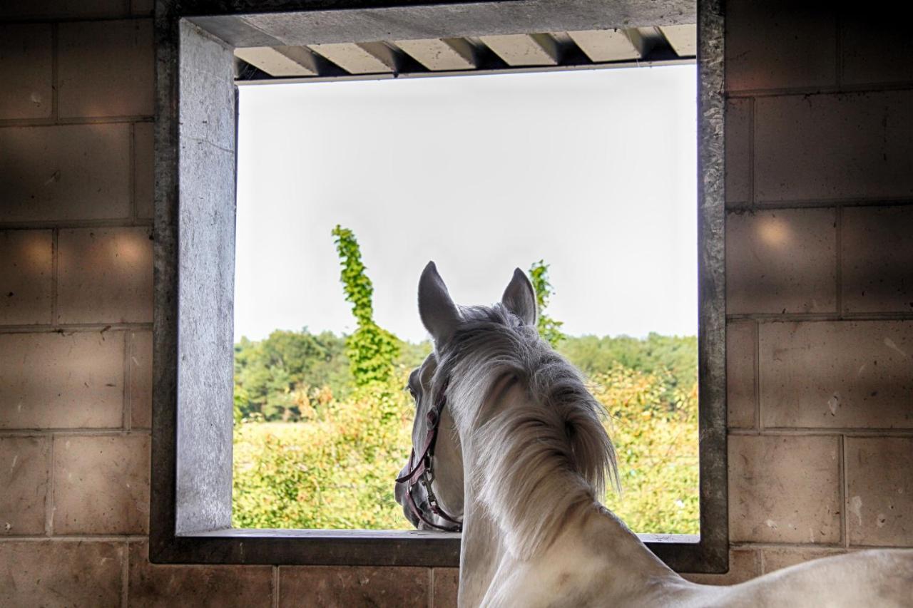 Horsetellerie Rheezerveen ฮาร์เดนแบร์ก ภายนอก รูปภาพ